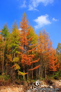 意甲球队名宿回归担任青训总监